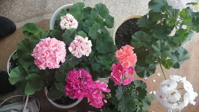 Как помочь герани выпустить до 6 цветоносов за раз: хитрый трюк : новости,  цветы, цветение, растения, сад и огород