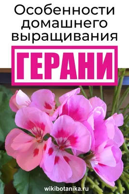 Когда прищипывать пеларгонию из семян? | выращивание, уход, размножение  растений