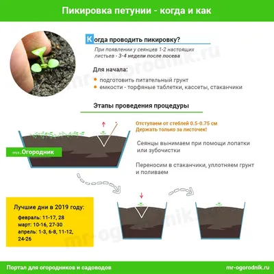Как вырастить рассаду петунии из семян в домашних условиях | В цветнике  (Огород.ru)