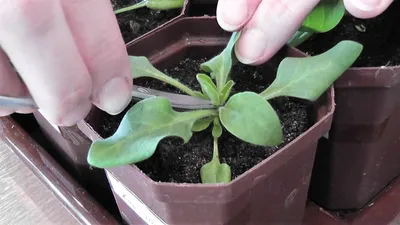 Петуния — размножение семенами и черенками на FloralWorld.ru