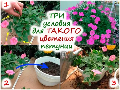 Прищипка петунии. 🌺Обычно прищипку начинают после появления 5-6 листа, что  стимулирует рост боковых побегов. Далее боковые побеги так же… | Instagram