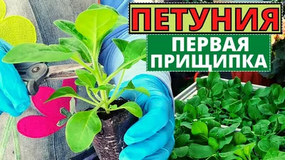 Как сделать первую ПРИЩИПКУ ПЕТУНИИ? Можно ли прищипнуть главный стебель? -  YouTube