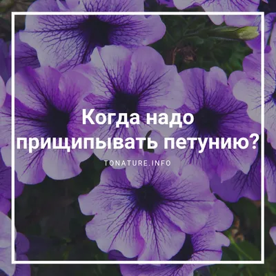 Садоводам рассказали, зачем прищипывать петунию и лобелию, и как это  сделать правильно - МК