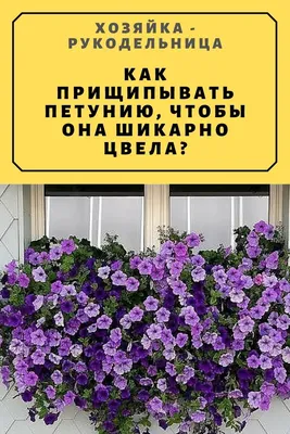 Время чикать верхушки петунии.