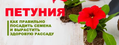 Петуния красива везде: на клумбе, подоконнике, балконе, террасе… | уДачная  жизнь