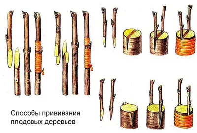 Прививка деревьев весной фото