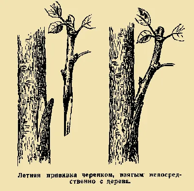 Прививка и перепрививка плодовых деревьев. Садовый практикум.  Ландшафтно-художественная мастерская ПЕЙЗАЖ.