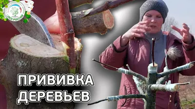 ПРИВИВКА ДЕРЕВЬЕВ ВЕСНОЙ. Как прививать деревья. (в расщеп | в приклад | в  боковой зарез) Чать 2 - YouTube