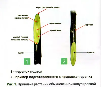 Прививка растений. Учебное пособие.