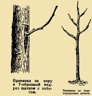 Прививка и перепрививка плодовых деревьев. Садовый практикум.  Ландшафтно-художественная мастерская ПЕЙЗАЖ.