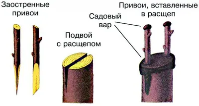 Прививка деревьев весной: весенняя прививка деревьев - Агро-Маркет24