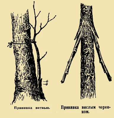 Прививка и перепрививка плодовых деревьев. Садовый практикум.  Ландшафтно-художественная мастерская ПЕЙЗАЖ.