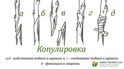 Прививка плодовых деревьев весной: сроки и способы | Гарденмарт о семенах и  саженцах | Дзен