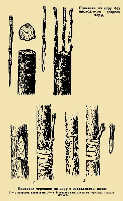 Все виды прививок деревьев с инструкциями и фото | В саду (Огород.ru)