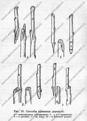 Как правильно привить яблоню – все о способах, сроках и последующем уходе |  В саду (Огород.ru)