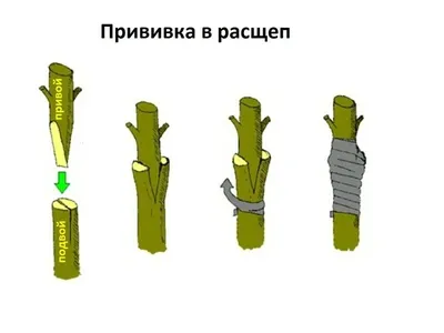 Прививка плодовых деревьев весной: сроки и способы | Гарденмарт о семенах и  саженцах | Дзен