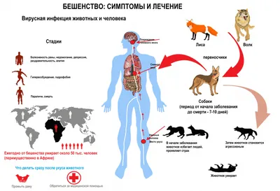Памятка по предупреждению бешенства среди животных Характерные признаки  болезни у животных. » Администрация МО \"Судогодский район\"