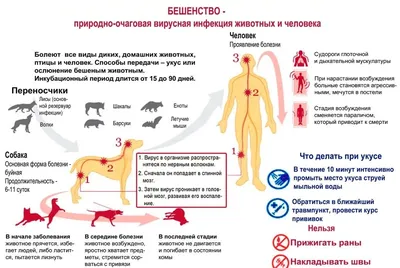 Бешенство у человека, собак и кошек: признаки, симптомы, вакцинация