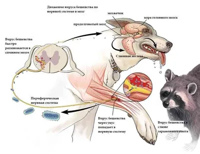 Что нужно знать о бешенстве, рассказывает специалист