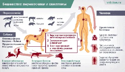 Почему животным необходима прививка от бешенства?