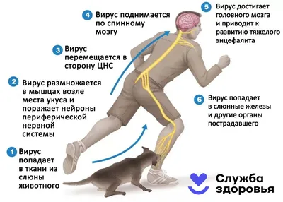 Бешенство у собак и кошек: симптомы, первые признаки, профилактика и  вакцинация