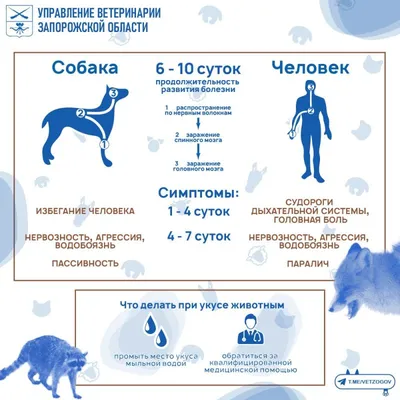 Первые признаки бешенства у вашей собаки, меры профилактики заболевания |  @.кот | Дзен