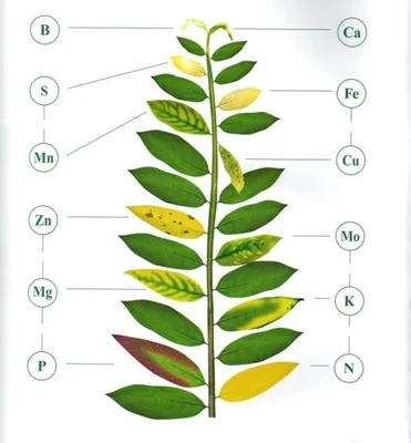 LeafLand - Признаки минерального голодания растений. Недостаток азота  Торможение роста. У овощных растений листья желтеют, у плодовых - краснеют.  Плоды осыпаются, мельчают, мякоть становится плотная. Недостаток фосфора  Торможение роста. Листья и молодые