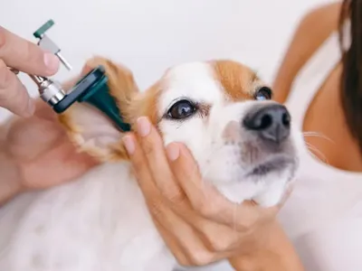 Ушной клещ (ОТОДЕКТОЗ) у кошек и собак. Симптомы, лечение, профилактика! -  YouTube