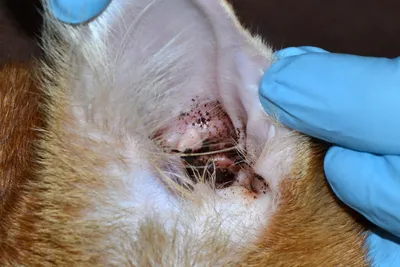 Ушной клещ у собак | Симптомы и лечение