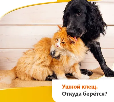 Барс капли ушные для кошек и собак: цена, инструкция, капли для ушей,  купить в Москве и регионах