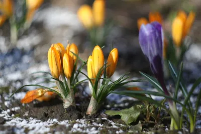 Фотография Пробуждение весны, автор Alexander Varykhanov