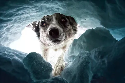 Лучшие фотографии собак по версии Dog Photography Awards'2022 | PHOTOWEBEXPO