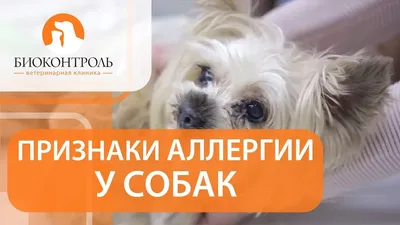 Аллергия у собак — симптомы, лечение и профилактика заболевания