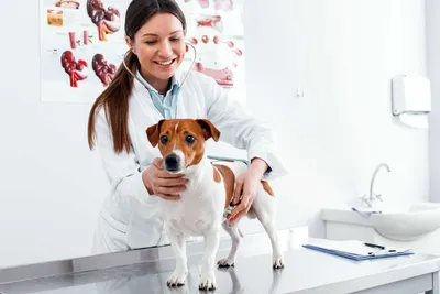 Что такое аллергия у собак и какая она бываетиииии