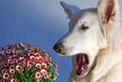 Аллергия у собак - симптомы, лечение и фото | Способы борьбы | Pet-Yes