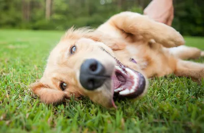 Сведения о кожных аллергиях у собак — ROYAL CANIN® | ...