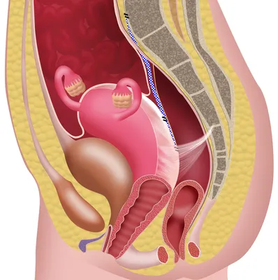 Опущение половых органов у женщин лечение | Медицинский центр «Гармония»