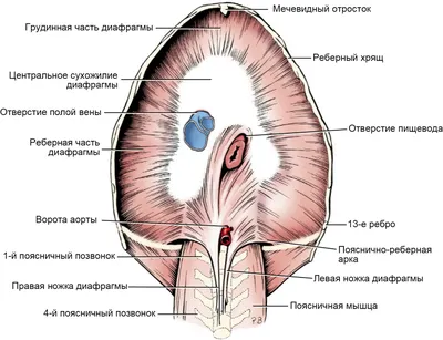 Хирургическая коррекция наружных грыж брюшной стенки у собак и кошек |  Ветеринарная клиника доктора Шубина