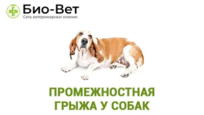 Удаление грыжи у собак 🐕, кошек 🐈 и других животных - цена операции в  Москве в «Джунгли»