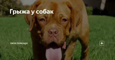 Андрология у животных