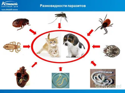 Все, что выпирает сзади у вашего любимца