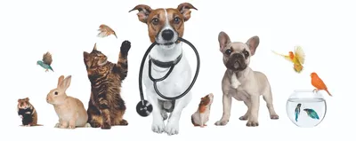 Cranial cruciate ligament rupture in a dog. CCWO of the tibia - YouTube