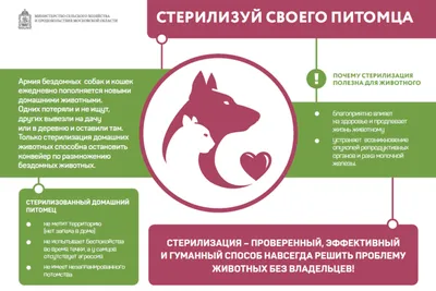 Нужна ли стерилизация кошек, помогает ли ошейник от клещей и какой сухой  корм выбрать: 12 вопросов ижевчан ветеринару - KP.RU