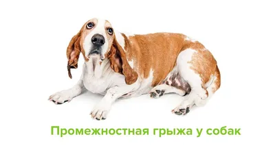 Промежностная грыжа (perineal hernia) | Ветеринарная клиника доктора Шубина
