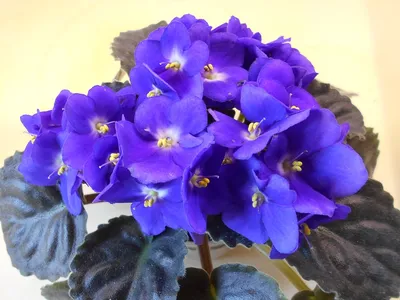 Alisa's flowers: Фиалки (сенполии) vs стрептокарпусы