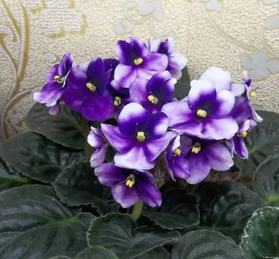 Сорта фиалок помогите распознать - Все о комнатных растениях на  flowersweb.info