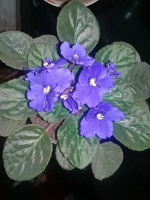 Humako Purple Cloud - Промышленные - Каталог фиалок - Фиалки. г.Даугавпилс