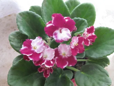 Сорта фиалок помогите распознать - Все о комнатных растениях на  flowersweb.info