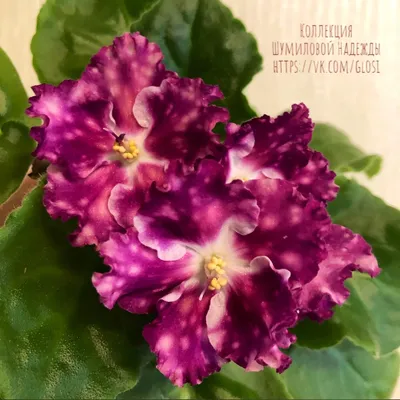 Alisa's flowers: Фиалки (сенполии) vs стрептокарпусы