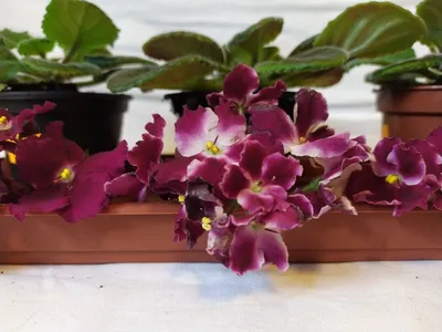 Virtual Violet :: Просмотр темы - Промышленные сорта глоксиний